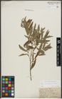 Foto von Salix purpurea L. x Salix viminalis L.